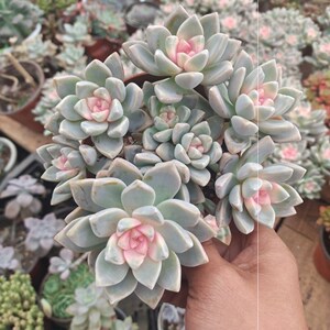 幽灵公主多肉老桩