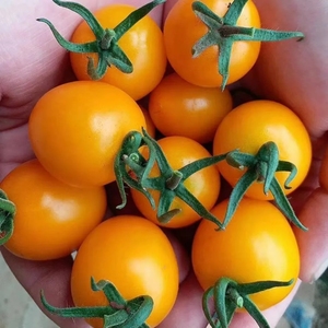 圣女果千禧西红柿小太阳福建3水果樱桃黄色黄金新鲜斤当季小番茄5