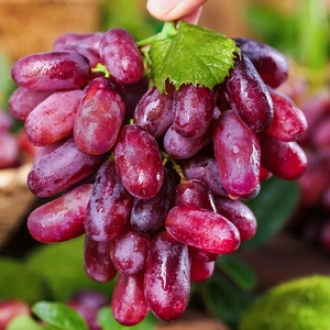 新疆克瑞森无籽红提5斤装带箱新鲜红提 提子红葡萄红宝石进口水果