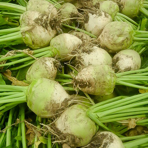 大头菜新鲜山东芥菜疙瘩10斤农家自种辣菜疙瘩鲜芥菜旮瘩蔬菜现挖