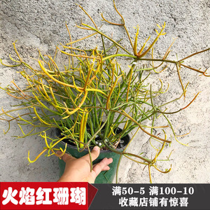 火焰红珊瑚树锦大型绿植庭院光棍树锦大戟科多肉植物冬天变红包邮