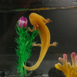 【白色蝾螈】白色蝾螈品牌,价格 - 阿里巴巴