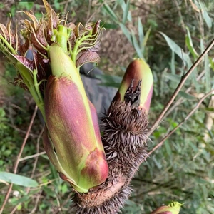 刺龙包菜图片图片