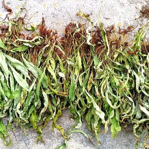 七星剑中药材江南星厥贵州野生七星草全草含根干货小叶骨牌凤尾草