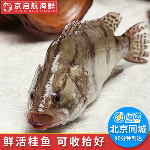 1.6-1.8斤1条新鲜海鲜鳜鱼鲜活桂鱼鲜活海鲜水产松鼠桂鱼臭鳜鱼