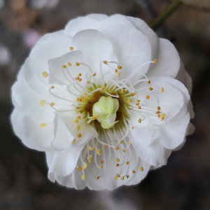 原生台阁盆景玉蝶白梅老桩卖花渔村盆栽一物一拍梅树耐寒绿植花卉