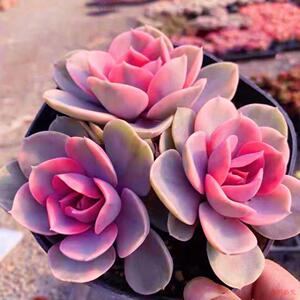 多肉彩虹紫珍珠红w心莲紫丁香群生老桩室内办公室花卉盆栽净化空