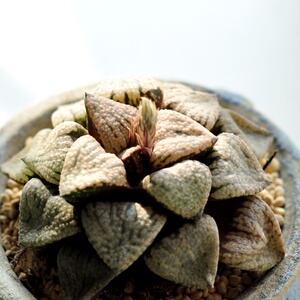 【大久保白银寿成株】铭品寿丸叶塔状多肉植物盆栽.