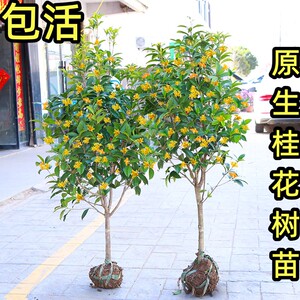 桂花树苗地栽大树八月金桂庭院浓香型盆栽花卉四季桂丹桂当年开花