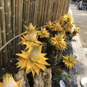 地涌金莲 佛教五树六花 千瓣莲花佛花 室内庭院吉祥盆栽花卉绿植