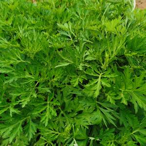 食用新鲜野生红杆艾草嫩茎叶现采摘清明草粑粑青团食材养生野蔬菜