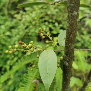原生大叶乌饭树苗尖叶小叶乌饭树大苗老桩南烛树苗黑米乌饭叶盆景