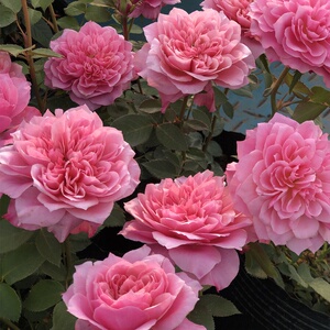 新品欧月灌木新u品思念月季花苗玫瑰花盆栽花卉植物室内花庭院地