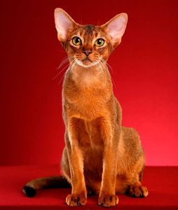 纯种法老猫活体双血统红阿比索马里宠物猫纯色小猫不掉毛品种猫咪