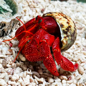 草莓寄居蟹宠物