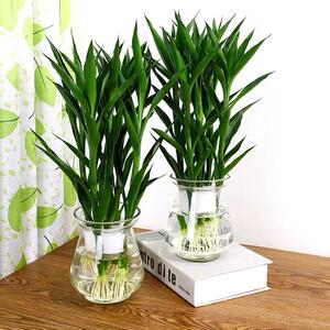 养植物长青竹空气净化植水盆栽水培绿莲花观音竹客厅室内竹富贵