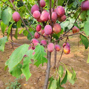 西梅树苗 可盆栽 庭院别墅度假村地栽南方种植北方耐寒果树苗