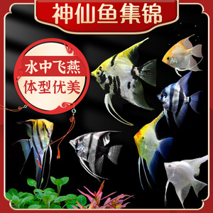 神仙鱼活鱼大型燕鱼秘鲁三色热带观赏鱼七彩神仙鱼苗小型淡水好养