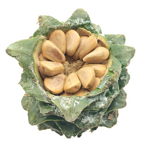 19  0 累计评论 0 交易成功 店铺:亚力桑德食品专营店 卖家:亚力桑德