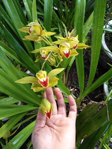 稀少云南原生碧玉兰 红嘴鸥 虎头兰附生兰花淡香花期长好养