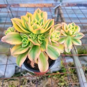 星爆法师多肉老桩清棚多头大株老庄超大冬季超大多肉植物肉嘟嘟.