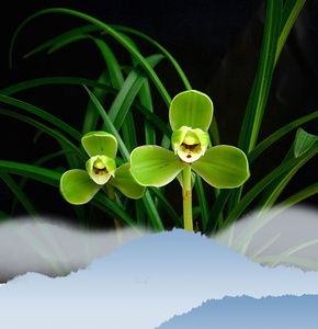 春本苞花带物翁源兰f兰花日盆内老栽苞浓植香带室花梅)种苗八宋