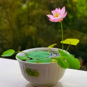 小微型碗莲荷花水培庭院盆栽迷你碗莲植物四季成品苗小碧玉裸根