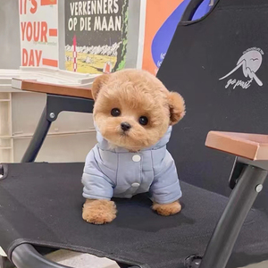 奶油色泰迪幼犬纯种贵宾犬茶杯犬宠物狗狗活物小狗幼犬ng219