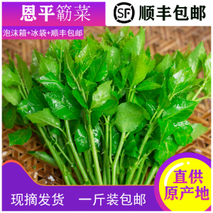 恩平簕菜苦刺心野菜三叶五加白刺尖叶新鲜勒菜酒楼特色菜产地直供