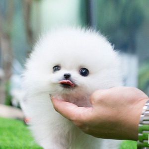 泰迪茶杯犬白色