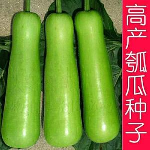 瓠瓜种子青玉长瓠短瓠圆蒲菜葫芦地蒲白瓜高产瓠子瓜菜瓜种苗春季