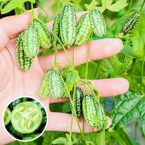 拇指西瓜苗秧苗手母指西瓜种子四季盆栽水果可留种超小迷你西瓜苗