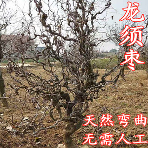 龙须枣树苗 庭院南北方种植盆栽地栽龙爪盘龙枣造型古树当年结果