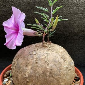 何鲁牵牛非布鲁块根植物粉色花一物一拍细节找客服裸根不带土