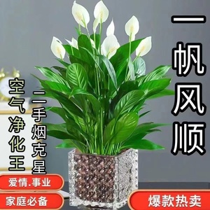 白掌盆栽一帆风顺水培植物室内好养花卉大盆绿植水养红掌四季易活