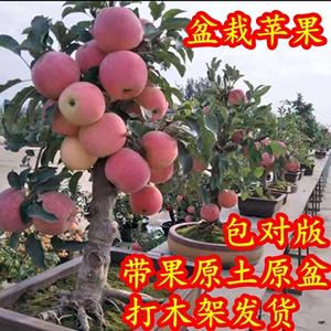 矮化苹果盆栽当年结果红富士室内外南北方种植阳台嫁接盆景树桩苗