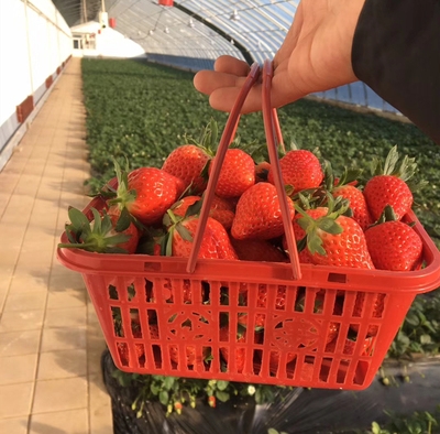 方塑日3塑b提一性摘斤红次装篮篮草莓水手篮子料长采篮形料杨梅本