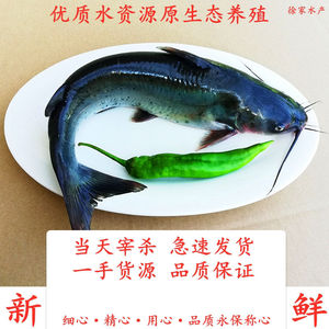 冷冻鲜活清江鱼江团新鲜淡水鱼现杀鮰鱼肥鱼烤鱼石锅鱼纸包鱼酸菜
