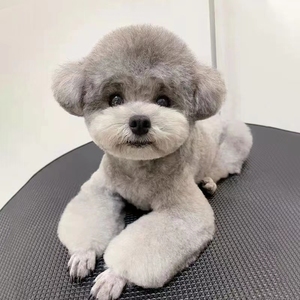 纯种泰迪幼犬飞耳灰色小型犬茶杯犬网红血统贵宾犬家养宠物狗活体