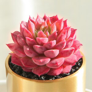 海螺姑娘多肉植物稀有品种系新品月影杂交花卉盆栽带血斑贵货多