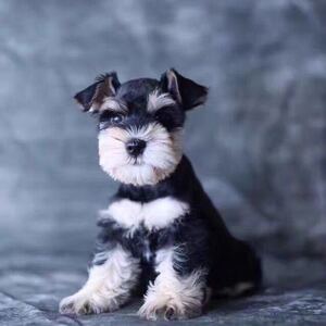 雪纳瑞犬纯种小型