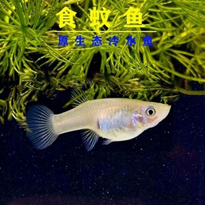 食蚊鱼苗冷水