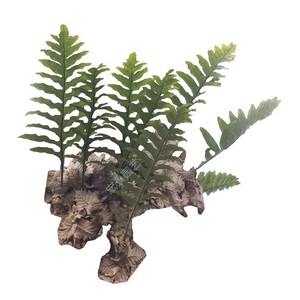 野生槲蕨骨碎补j根块种苗毛姜屋檐姜崖姜爬石蕨盆栽绿植材