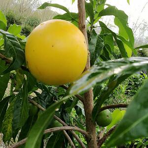 台湾正宗黄晶果苗果树苗四季果新品种苗盆栽庭院南方种植四季挂果