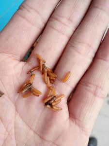 蚂蚱卵东亚飞蝗