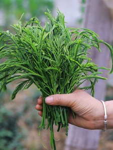 【帕哈菜】帕哈菜品牌,价格 - 阿里巴巴