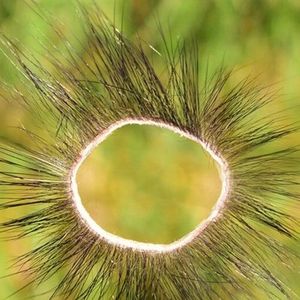 羊眼圈天然正品