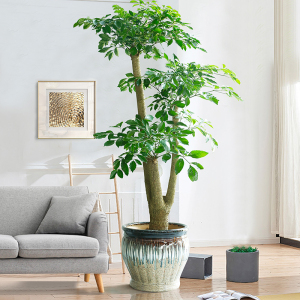 幸福树盆栽室内大绿植办公室绿色植物大树桩客厅大型真花植物盆景