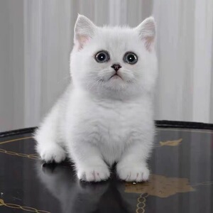 纯种英短银渐层幼猫曼基康矮脚短腿猫拿破仑蓝金渐层猫小猫咪活物