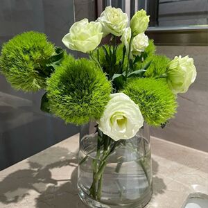 欧根庭旗舰店天猫康乃馨鲜花盆栽带花石竹花苗四季